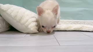 チワワ(ロング)の動画01