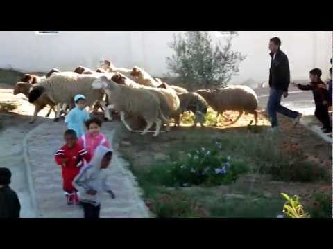 العيد في قرية الأطفال س و س أكودة - تونس