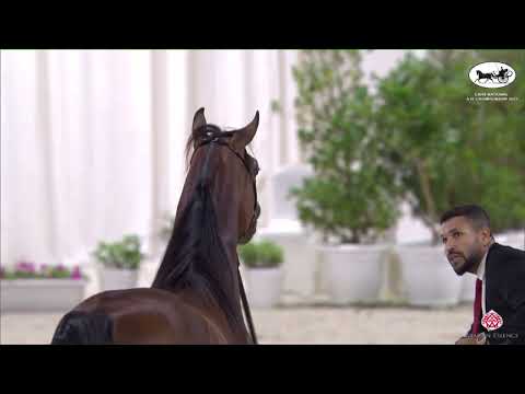 N 368 AJ RESAN   EAHS National A H  Championships 2022   Colts 3 Years Old Section B Class 8B