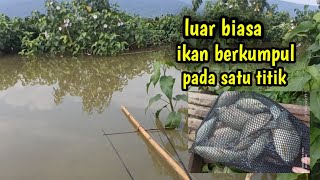 Download lagu Wader ijo atau melem rawa pening lagi ngamuk#waderijo#melem mp3