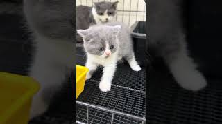 Download lagu Jauh tangga ni datang gemok.hanya untuk mok je tau #cat #cutecat #catworld #kitten #azwanbiz mp3