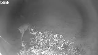 Deer eating 2025 08 27