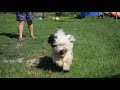 Terrier Tibetano cachorro en venta