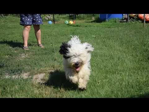 Tibet Terrier Welpe kaufen