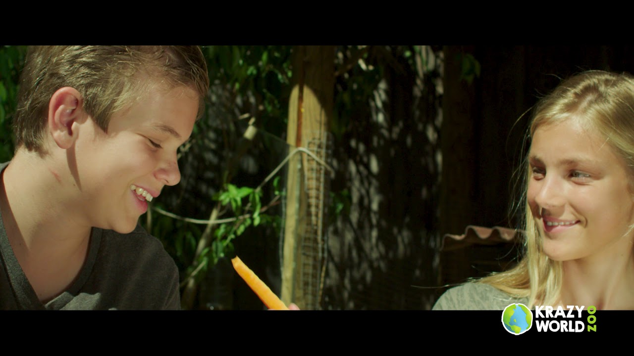 Explore wildlife park and mini golf at Krazy World.