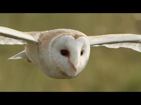 Graceful Barn Owl Hunting in the Daytime | BBC Earth