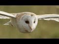 Graceful Barn Owl Hunting In The Daytime BBC Earth
