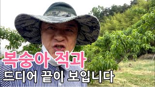 복숭아 정리적과 적과의 끝이 드디어 보입니다