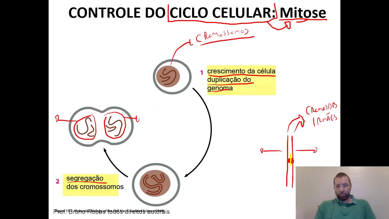 Aula 10  - Ciclo Celular e Divisão Celular