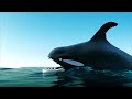 Penguins Vs Orca Whale Who WIns