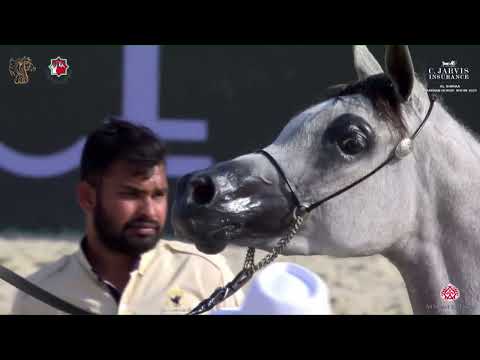 N 30 ELAFAAH MCA   Al Shiraa International Arabian Horse Show 2023   Fillies 2   3 Years Old Class 2