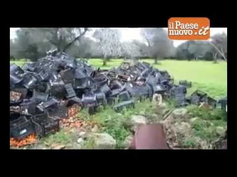 Frutta abbandonata a Squinzano