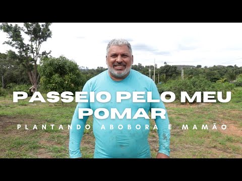 A WALK THROUGH MY ORCHARD: PLANTING PUMPKIN AND PAPAYA!