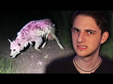Exploring the Scariest Skinwalker Sightings.