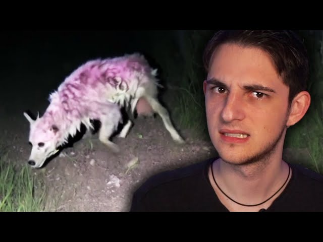 Exploring the Scariest Skinwalker Sightings. SDDEFAULT Thumbnail