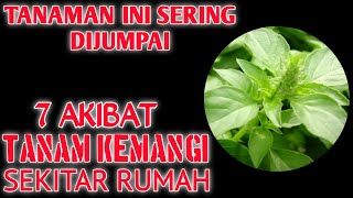 Download lagu 7 Akibat Menanam Daun Kemangi Sekitar Rumah mp3