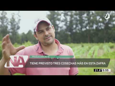 #NuestroAgro: Buen inicio de zafra tealera en Dos Arroyos