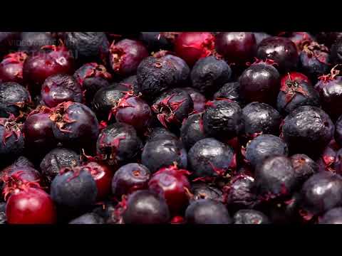 Everything about Serviceberry (Amelanchier) + TOP varieties