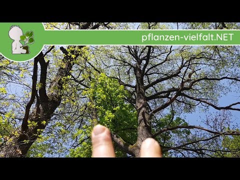 Behandlung von Prostatitis Moskau Wund Hoden nach der Behandlung von Prostatitis