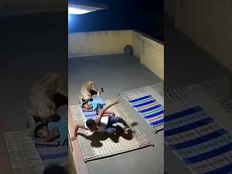 “Hero Dad Saves Son from Lion Attack — Caught on Camera