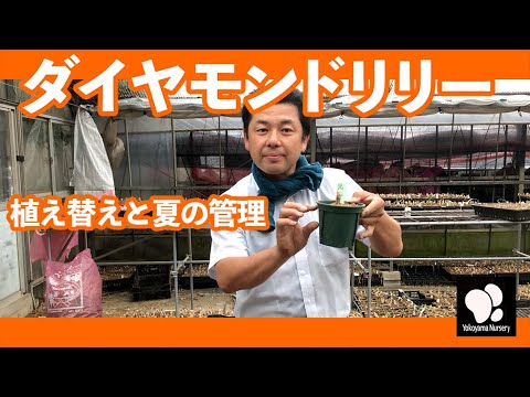 ネリネ、ガーンジーリリー 植物