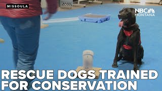 Missoula nonprofit gets $25K grant from Petco Love to train rescue dogs for conservation