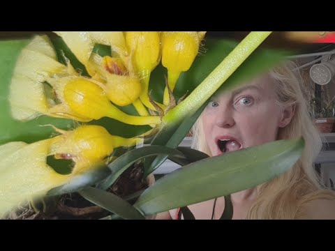 The perfect windowsill orchid: Bulbophyllum... Repottings, blooms & general care