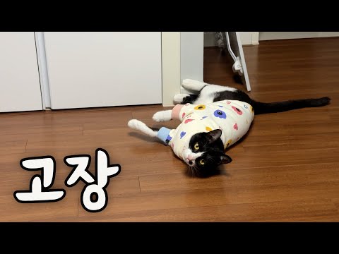 해돋이 보러 꼬까옷 입었더니 고장난 고양이