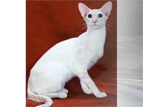 Colorpoint Shorthair cats colorpoint shorthair kitten or cat