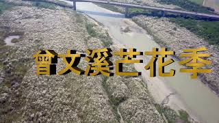 曾文溪芒花季