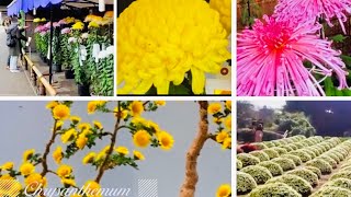 Download lagu THE ALLURING CHRYSANTHEMUM @gardeninghouseplants1112 #dronefootage #dronephotography mp3 Download lagu THE ALLURING CHRYSANTHEMUM @gardeninghouseplants1112 #dronefootage #dronephotography mp3