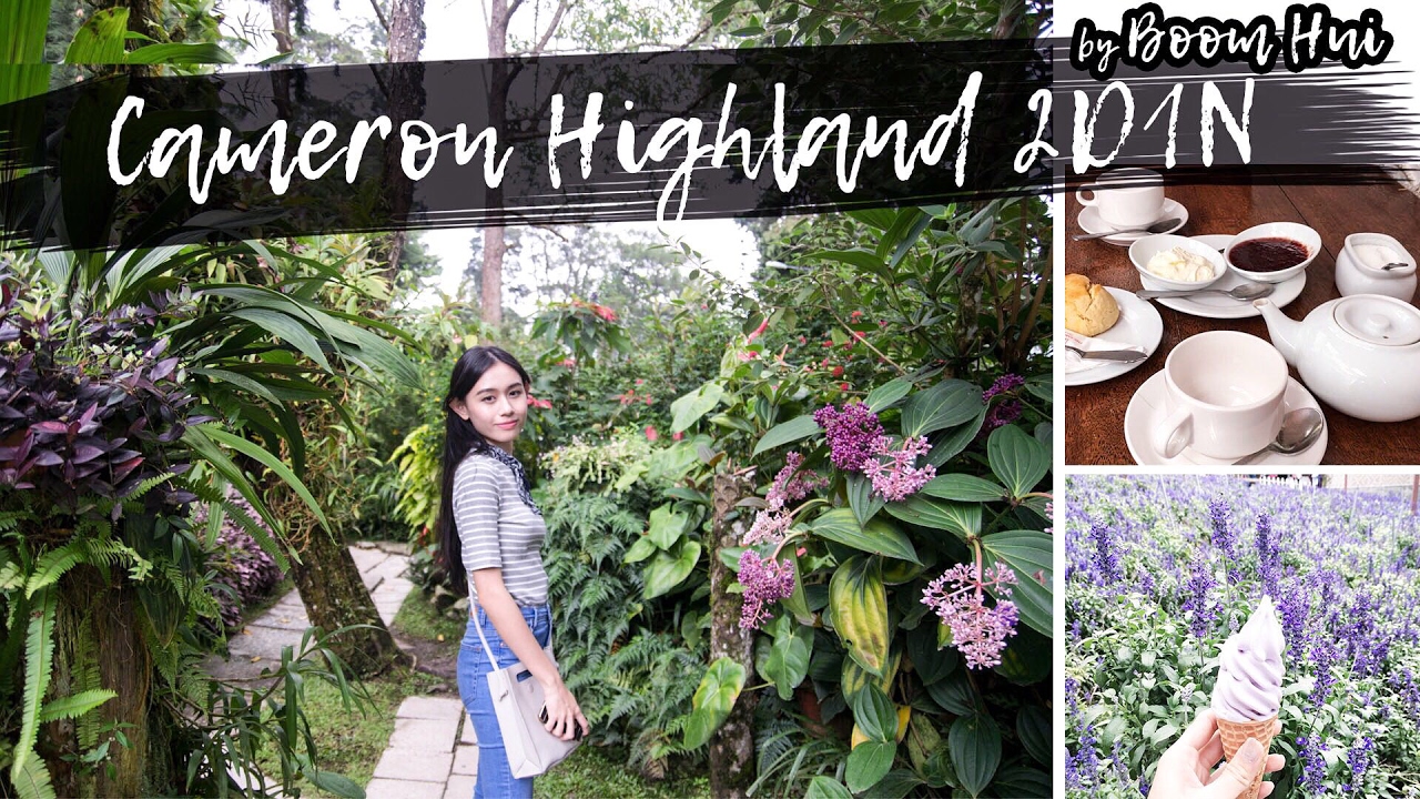 金马伦两天一夜吃喝玩乐 Cameron Highland 2D1N Trip | BOOM HUI