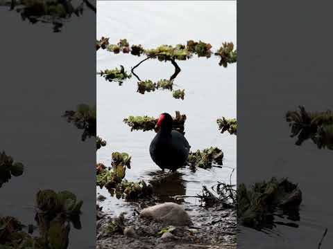 Gallinula galeata ! #birds #wildlife #aves #animals #nature #shortsviral #shortsyoutube #natue