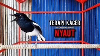 Download lagu SUARA BURUNG kacer gacor NGEPLONG tarung ini paling ampuh buat PANCINGAN KACER agar EMOSI NYAUT mp3