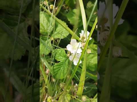 Kratzbeere (Rubus caesius): Die robuste Brombeere für Ufer & Hecken