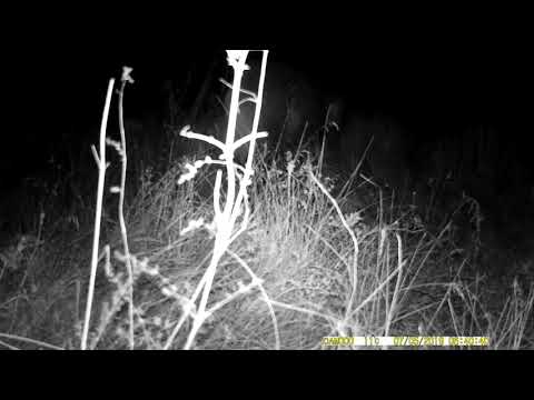 Big wild boar - Golem div vepar - Tetovo