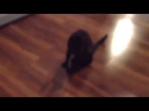 Damn look at that cat