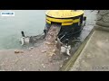 【China River Cleaning Robot】What an Amazing Invention!