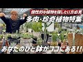 【珍奇植物】ビザールプランツの魅力と育て方【アガベ サボテン ユーフォルビア アロエ】