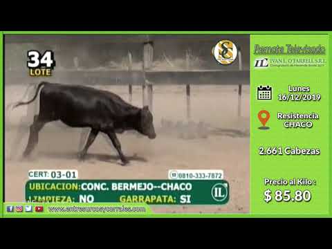 16-12-19 - Venta de Hembras - Remate Televisado de Ivan L. O Farrell - Chaco