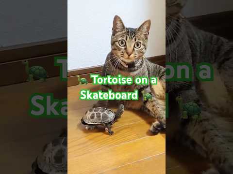 Tortoise on a skateboard! Keep on Rollin #shorts