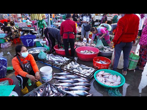Busy Fish Market, Cambodian Wet Market Scenes @ Dawn, Prek Pnov Fish Distribution Site Phnom Penh