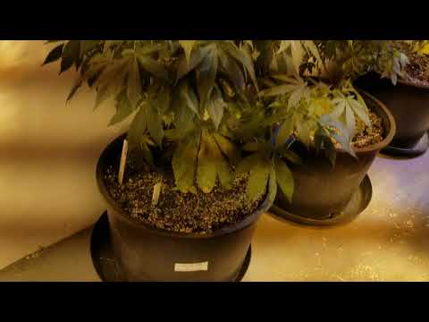 download lagu mp3 mp4 Blueberry Fast, download lagu Blueberry Fast gratis, unduh video klip Blueberry Fast