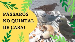 Pssaros Cantando ao Amanhecer, Comedouro para Pssaros, Lindas Aves Comendo, #pssaros, #aves