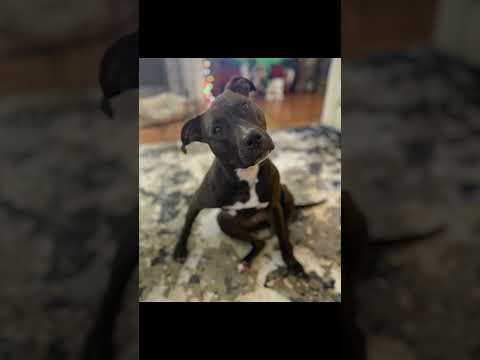 Quinn, an adopted American Staffordshire Terrier in Austin, MN_image-1