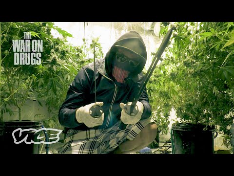 How Super-Strength Weed Dominated the UK | The War on Drugs