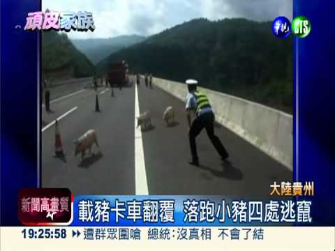 警察抓小豬! 公路逃竄人仰馬翻