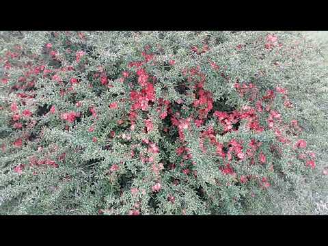 Japanese Quince Apr 19, 2023