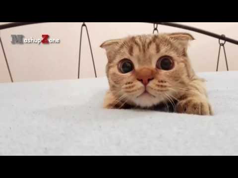 Cute Kittens And Funny Kitten Videos Compilation 2016
