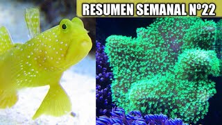 😱 Compramos NUEVOS PECES Y CORALES - ✅️ Resumen semanal Nº22